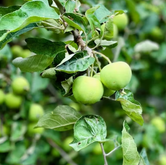 매실 효능과 부작용 고르는법 칼로리