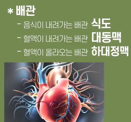 횡격막 호흡법이 부정맥에 영향을 주는 이유
