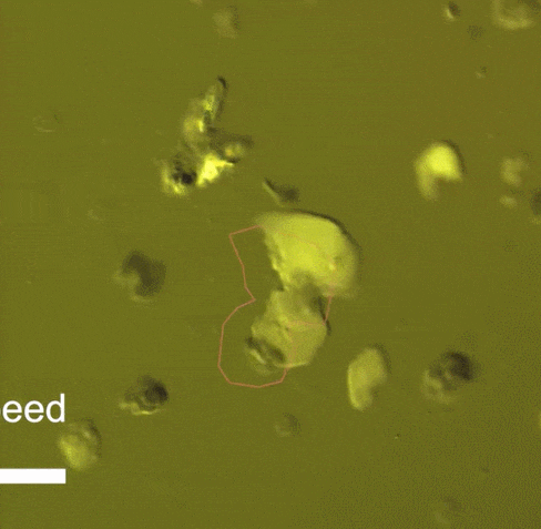 물속에서 빛 비추면 수중 유영하는 소형 분자 로봇