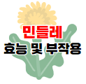 민들레 효능 포스팅 바로가기 이미지 02