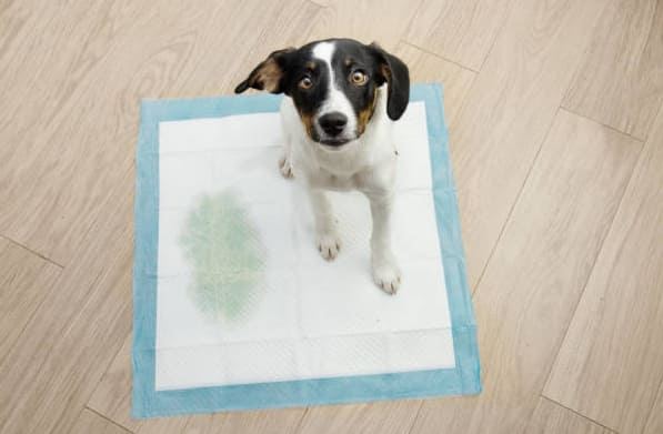 강아지 건강 자가 진단법 사진