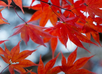 화담숲-모노레일