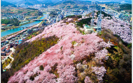 벚꽃명소