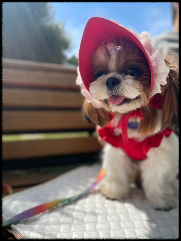 포항에서 반려동물과 함께하는 힐링 페스티벌&amp;#44; 놓치지 마세요!