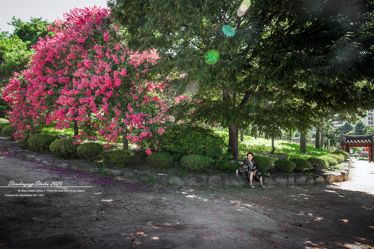 #대구 #신숭겸장군유적 #배롱 #꽃