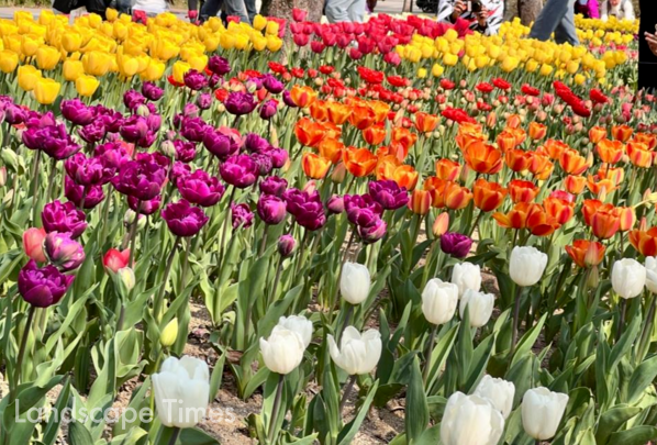서울-숲-튤립-1