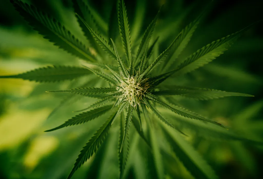 대마-사진