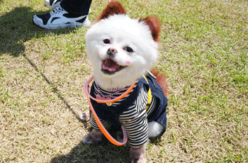 임실 펫스타 의견문화제