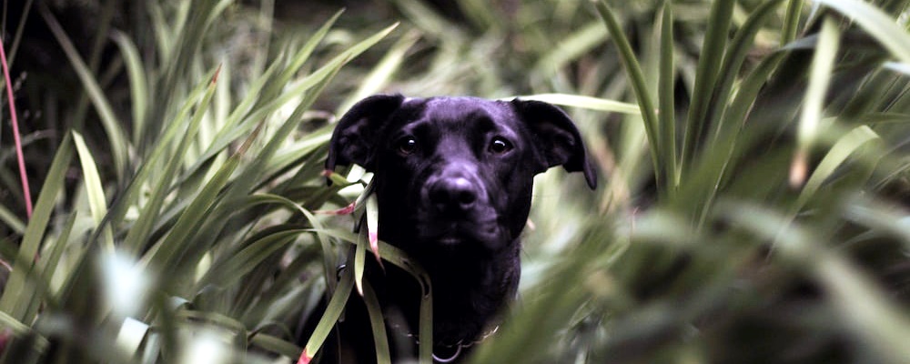 강아지 나이 알아보는 방법 6