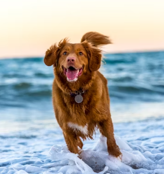 강아지 무료분양 사이트 책임비