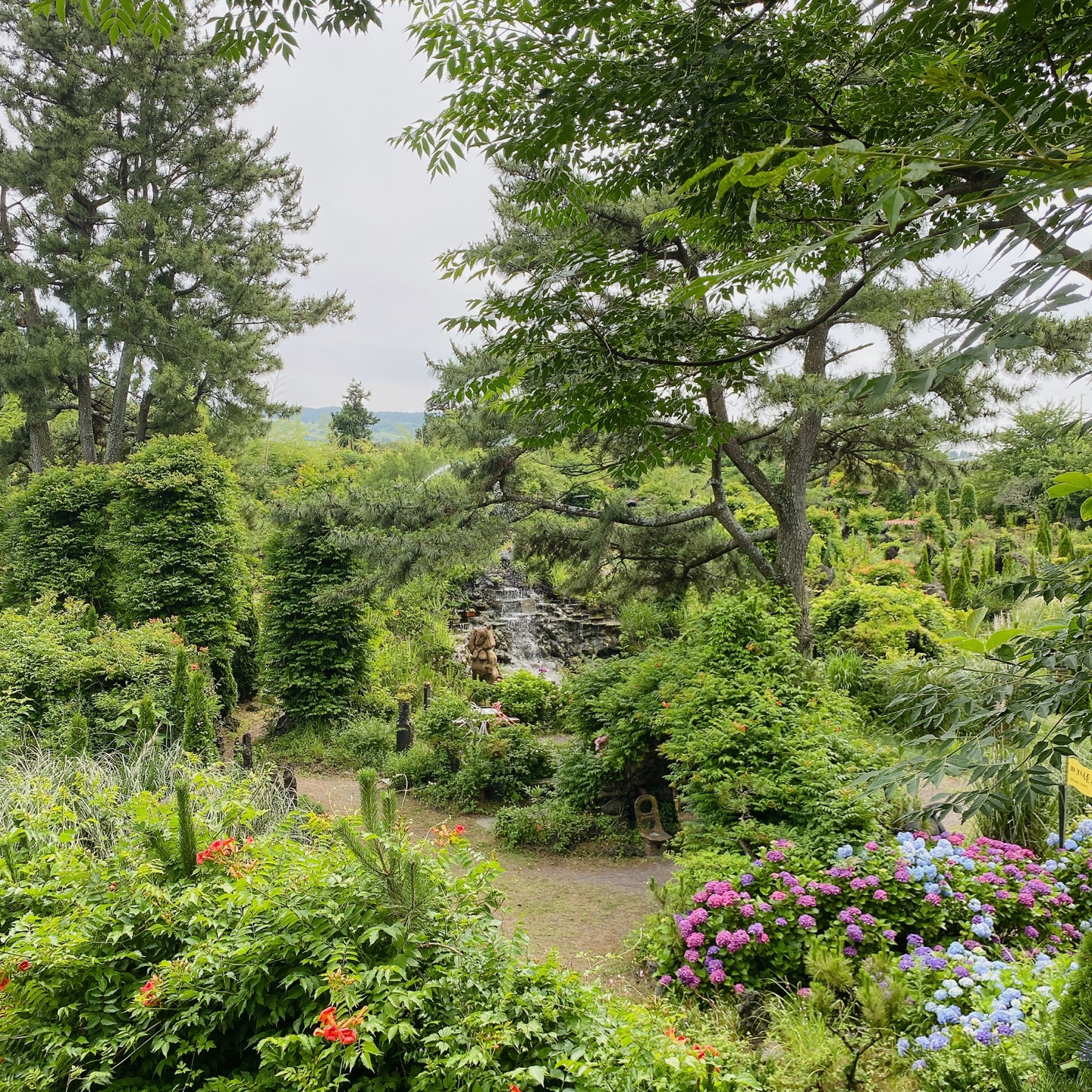 제주 노형동 러브랜드 정원카페 미스틱3도 피크닉 한라봉 흑돼지