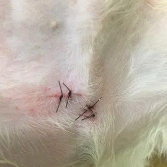 강아지 백내장 수술비용 현실 증상 예방법 보호자 가이드 정리_13