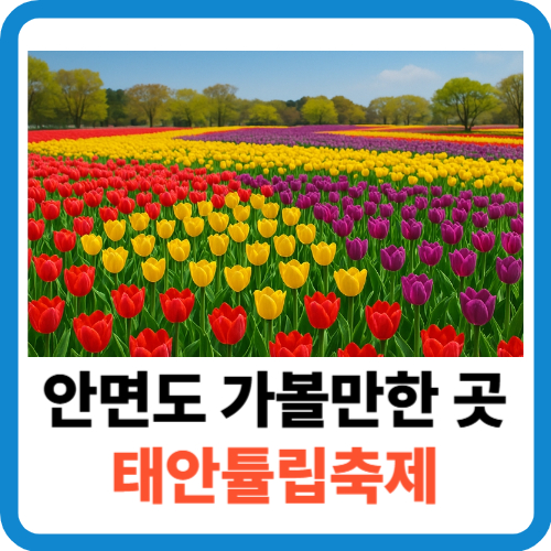 안면도 가볼 만한 곳 태안튤립축제 기간 입장료 완벽 가이드 (2025년 최신) 썸네일