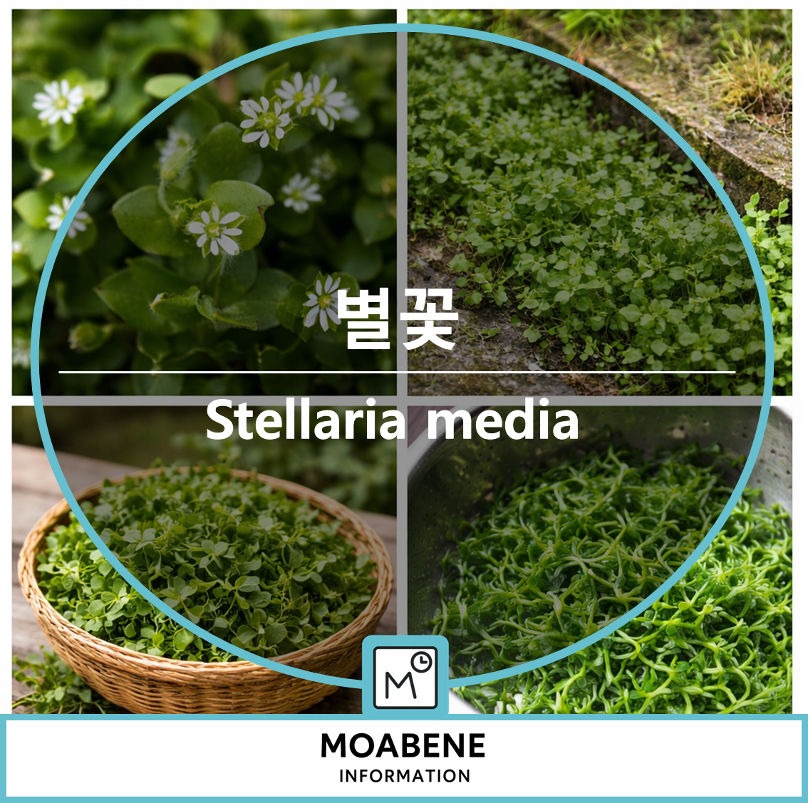별꽃(Stellaria media) 알고 나면 반가워지는 봄풀