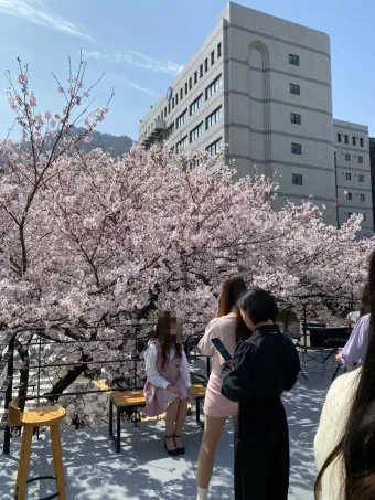 부산 벚꽃 명소 추천 숨겨진 뷰포인트_14