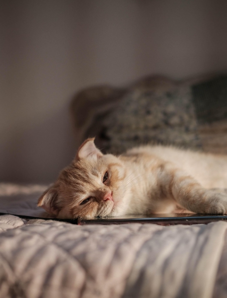 고양이 치매 증상과 자가진단 체크리스트