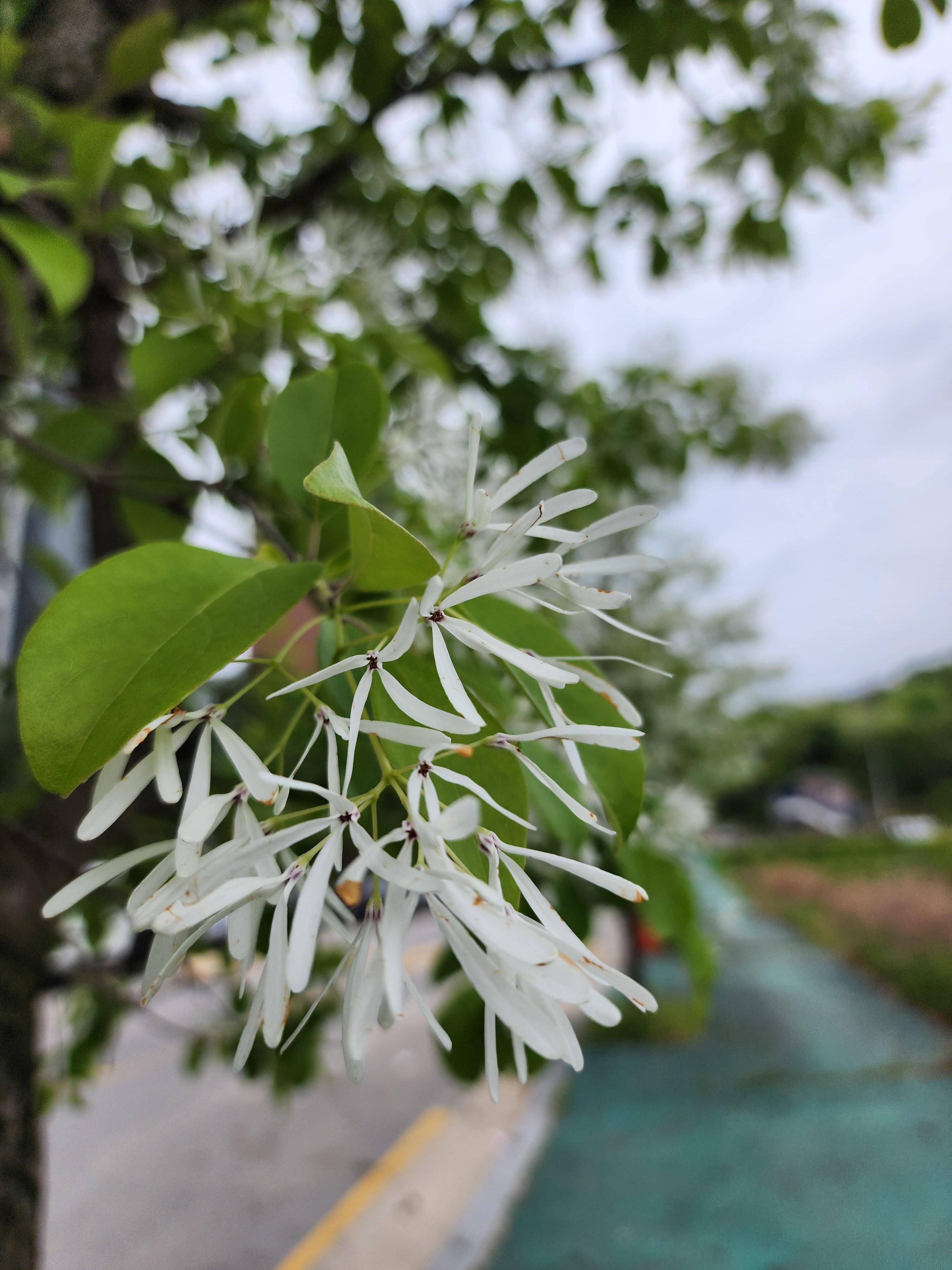 이팝나무는 길쭉한 꽃잎이 하나의 꽃을 이루고 그 꽃이 모여 수북하게 밥을 쌓은 것처럼 보여요.