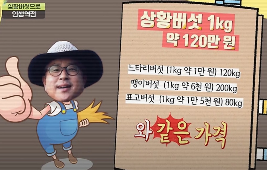 3년산-상황버섯-가격