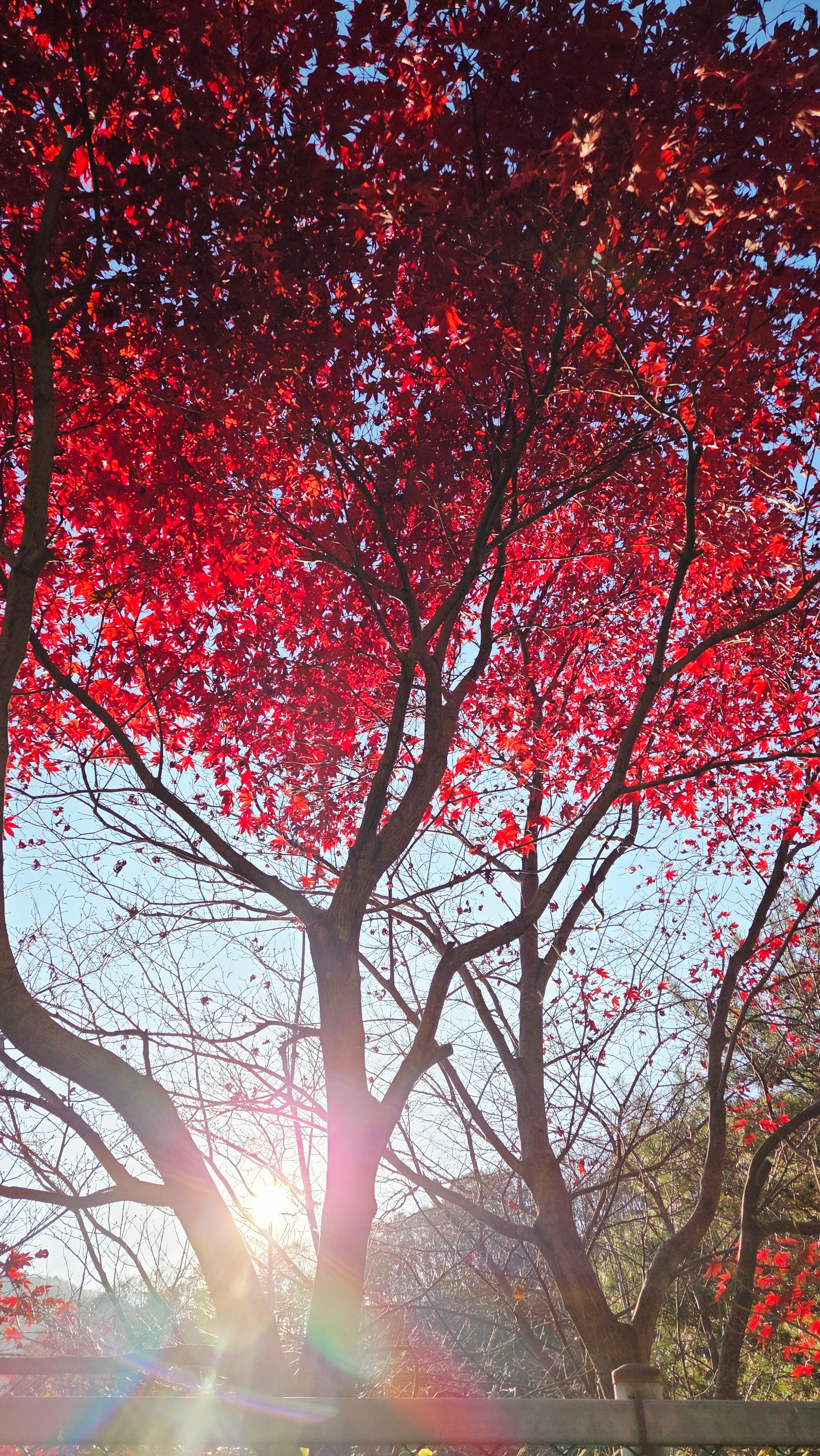 고운동천 단풍나무