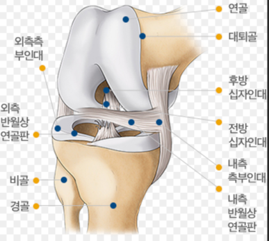 무릎 주변 인대