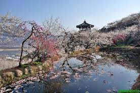 제23 회 광양매화 축제 기본 일정 및 프로그램 그리고 2024 신춘 음악회 공연 일정과 티켓팅 예매 방법