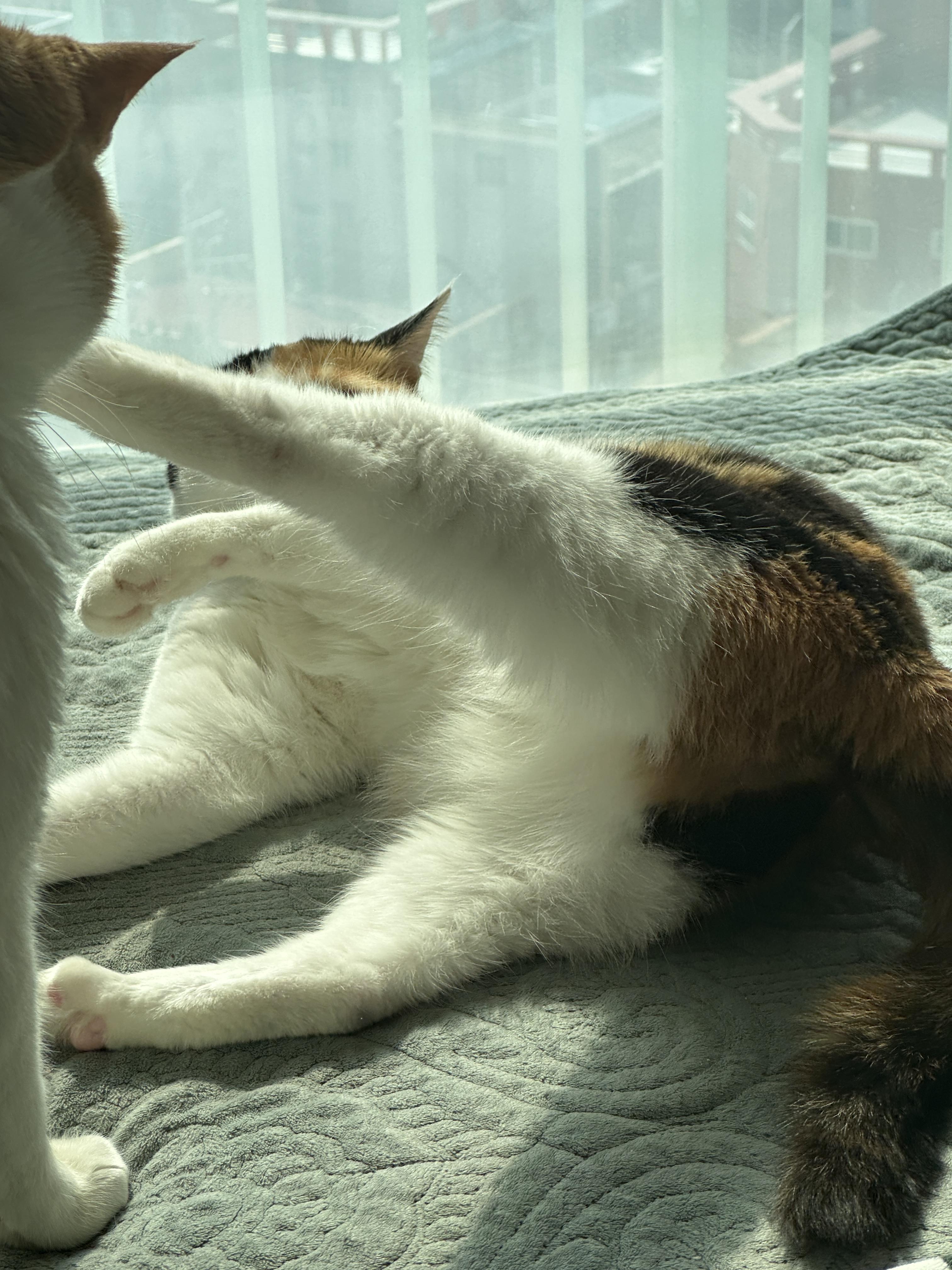 아니...그게 그렇게 이어진다고?? (feat.사차원고양이 요미와 막둥이)