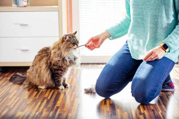 고양이 간식의 필요성&#44; 급여시기&#44; 종류