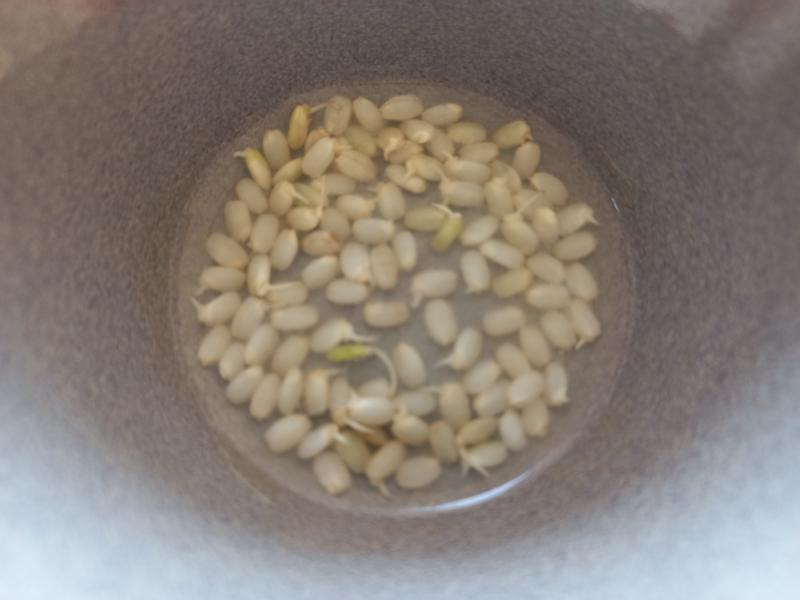 현미 발아 싹내기 실험 4일차