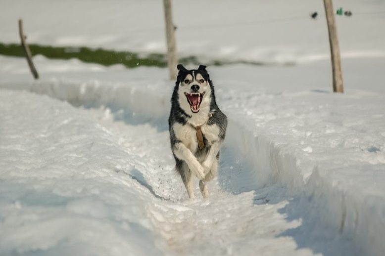 강아지 겨울 산책