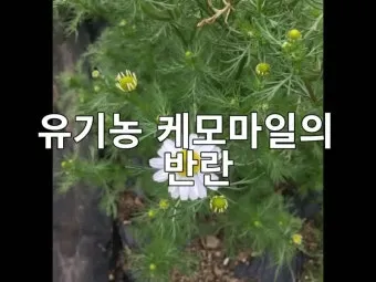 카모마일 재배 직파 심기 연속 개화 수확 건조_13