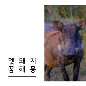 멧돼지 꿈해몽