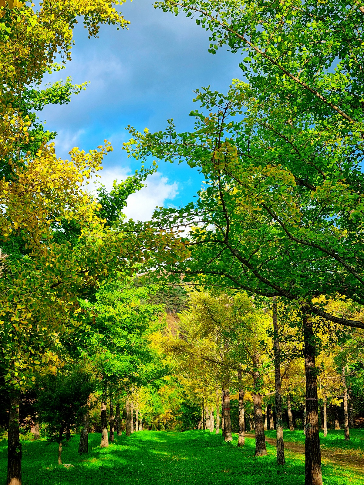 강원도 홍천 은행나무숲 방문 후기(10.23.): 단풍 확인 팁, 먹거리, 숙박