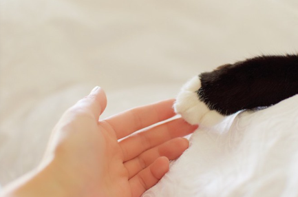 고양이의 손을 만지는 사람의 손.