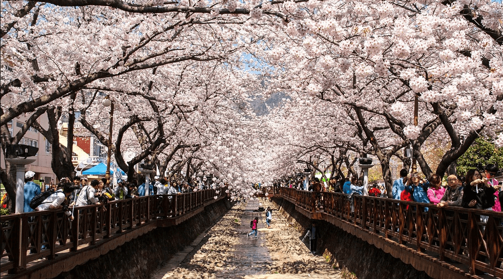 2025년 진해 군항제 벚꽃축제 관련사진