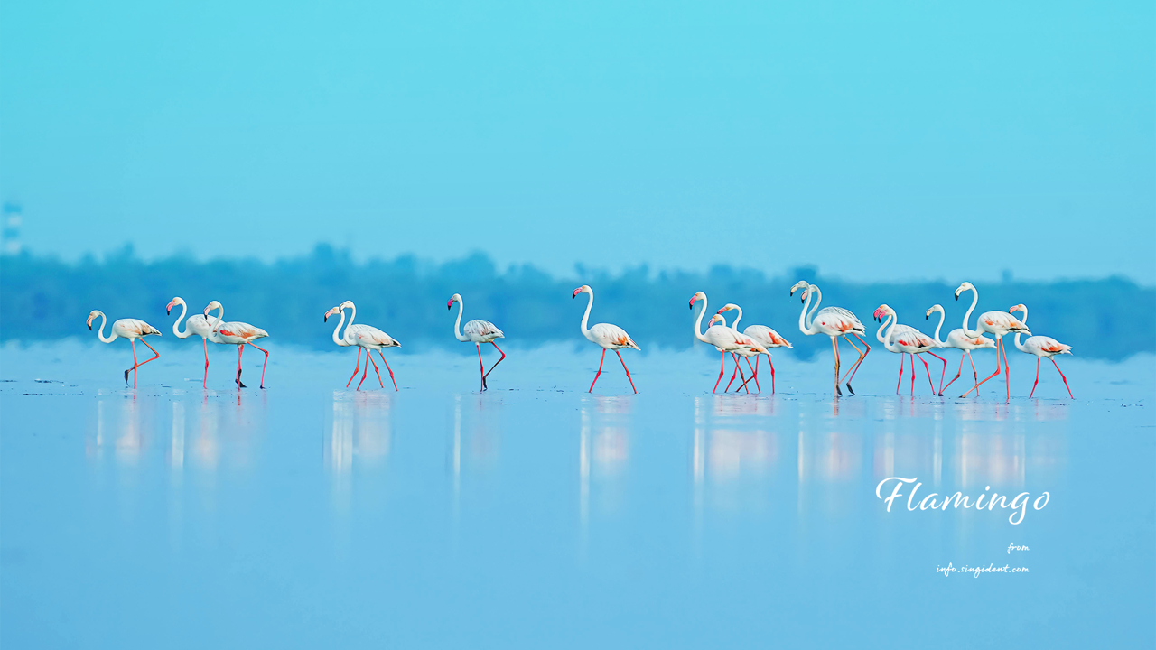 12 물 위를 걷는 플라밍고 무리 C - Flamingo 플라밍고배경화면