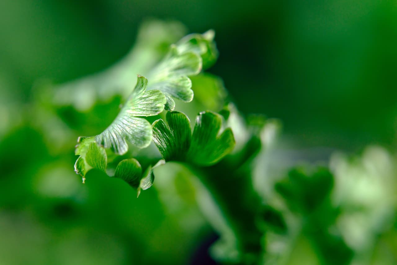 고사리 실내 정원 불확실한 시장 속에서 배우는 자연의 안정 원리