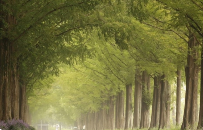 메타세쿼이아 길 & 명옥헌