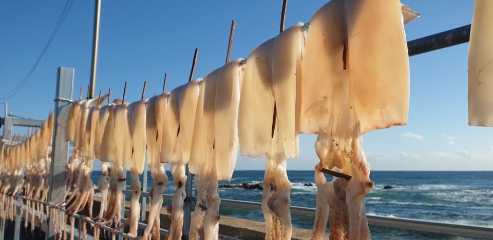 반건조 오징어 - 경북 영덕