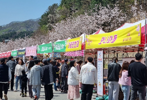 가평 벚꽃명소 에덴벚꽃길 벚꽃축제