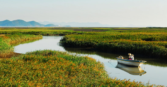 순천만습지 갈대밭