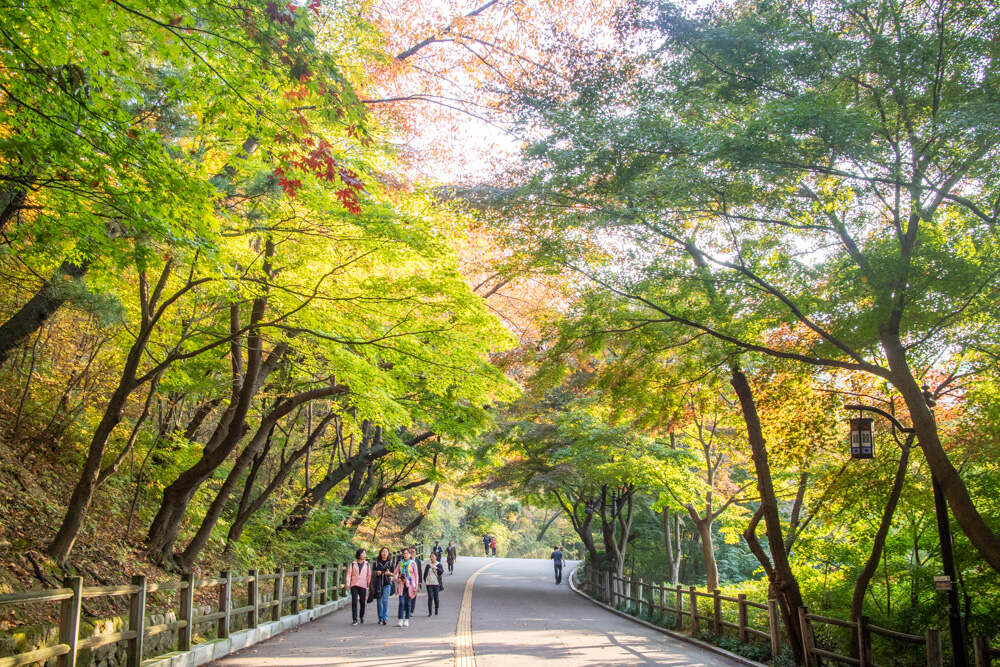 남산둘레길 10월 28일 상황 단풍