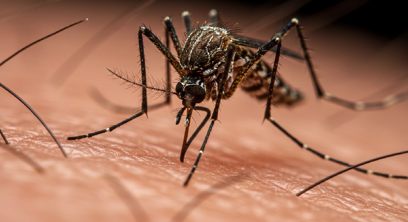모기의 정교한 흡혈 과정