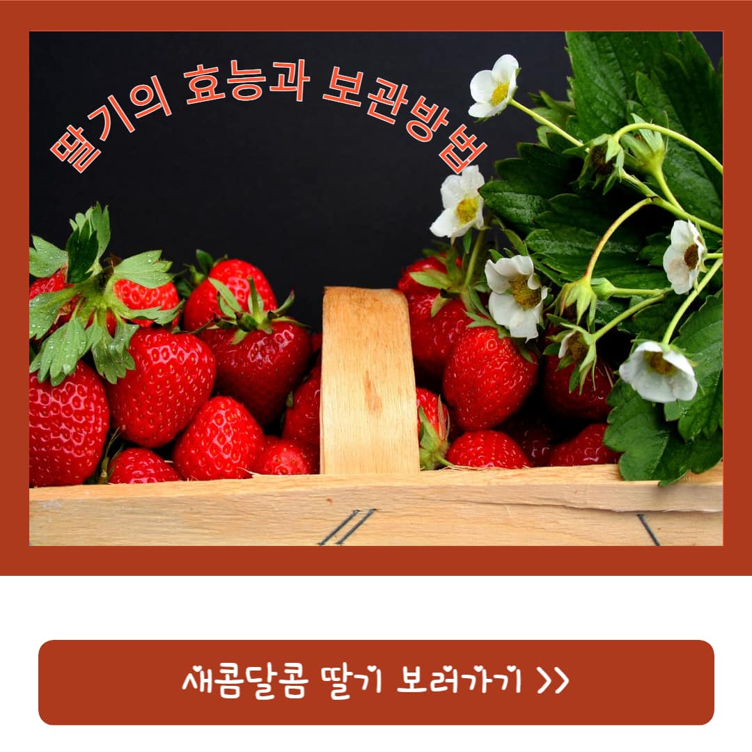 딸기의-효능과-딸기-보관-방법