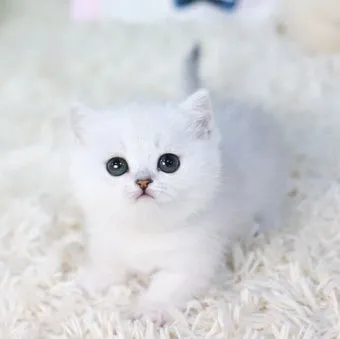 먼치킨 고양이 유전병_4