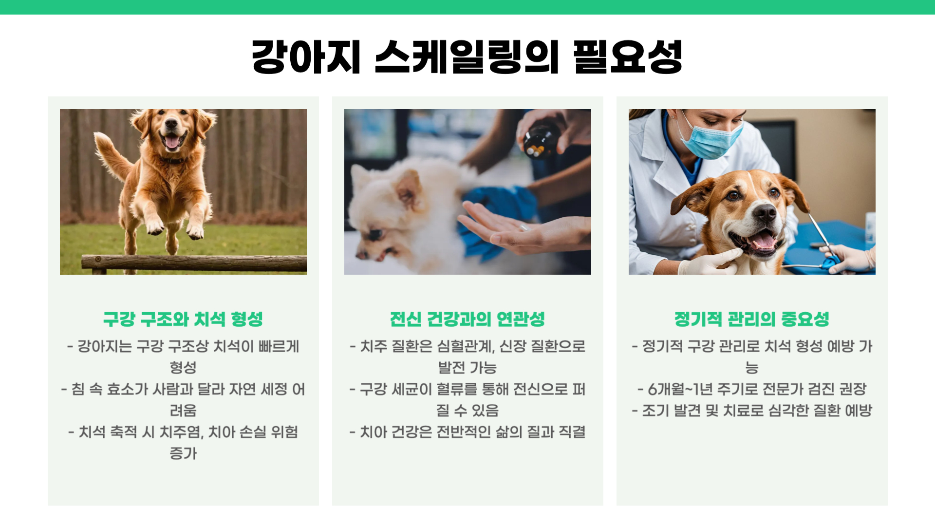 강아지 스케일링 주기 비용