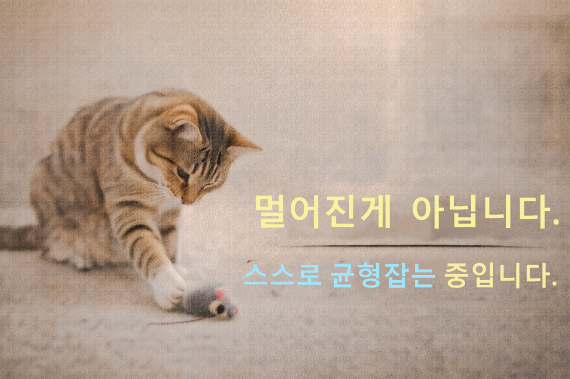 고양이가 갑자기 혼자 노는 시간이 늘어나는 이유 / 멀어지는 게 아니라, 스스로 균형을 맞추고 있다는 신호입니다