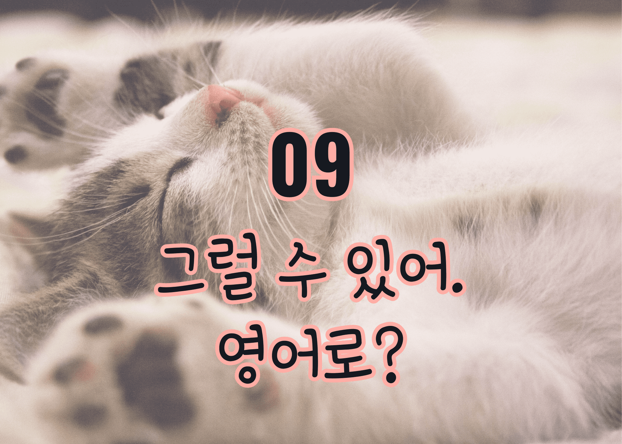 고양이가 누워있는 사진