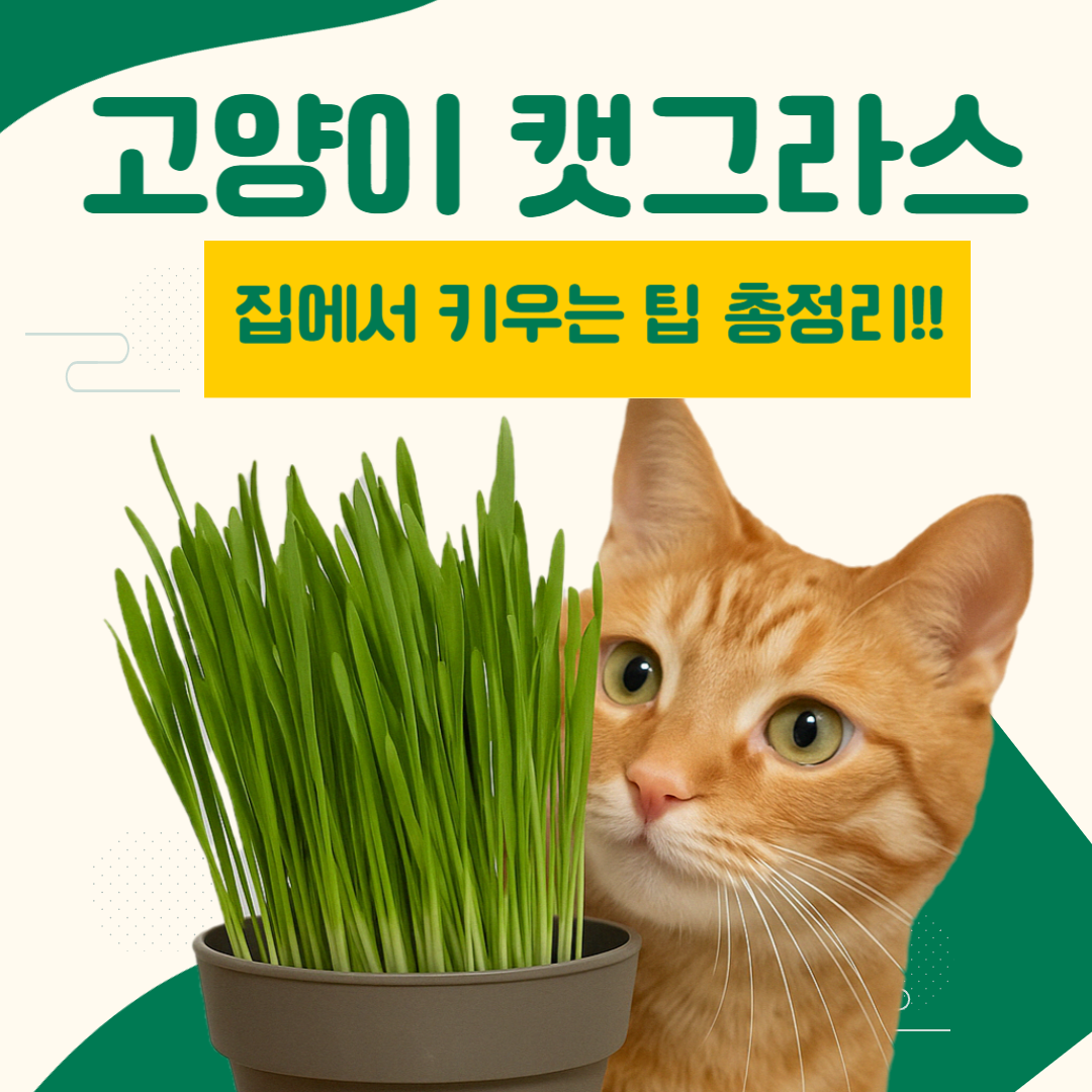 고양이 캣그라스