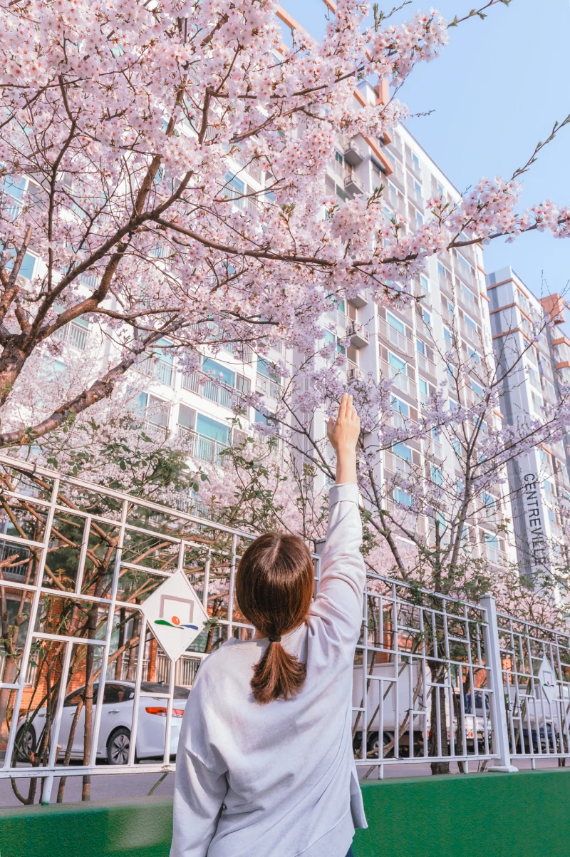 벚꽃가득 우리 아파트