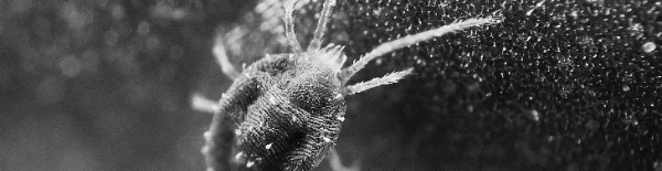 응애 사진: 성충 크기 0.2~1mm